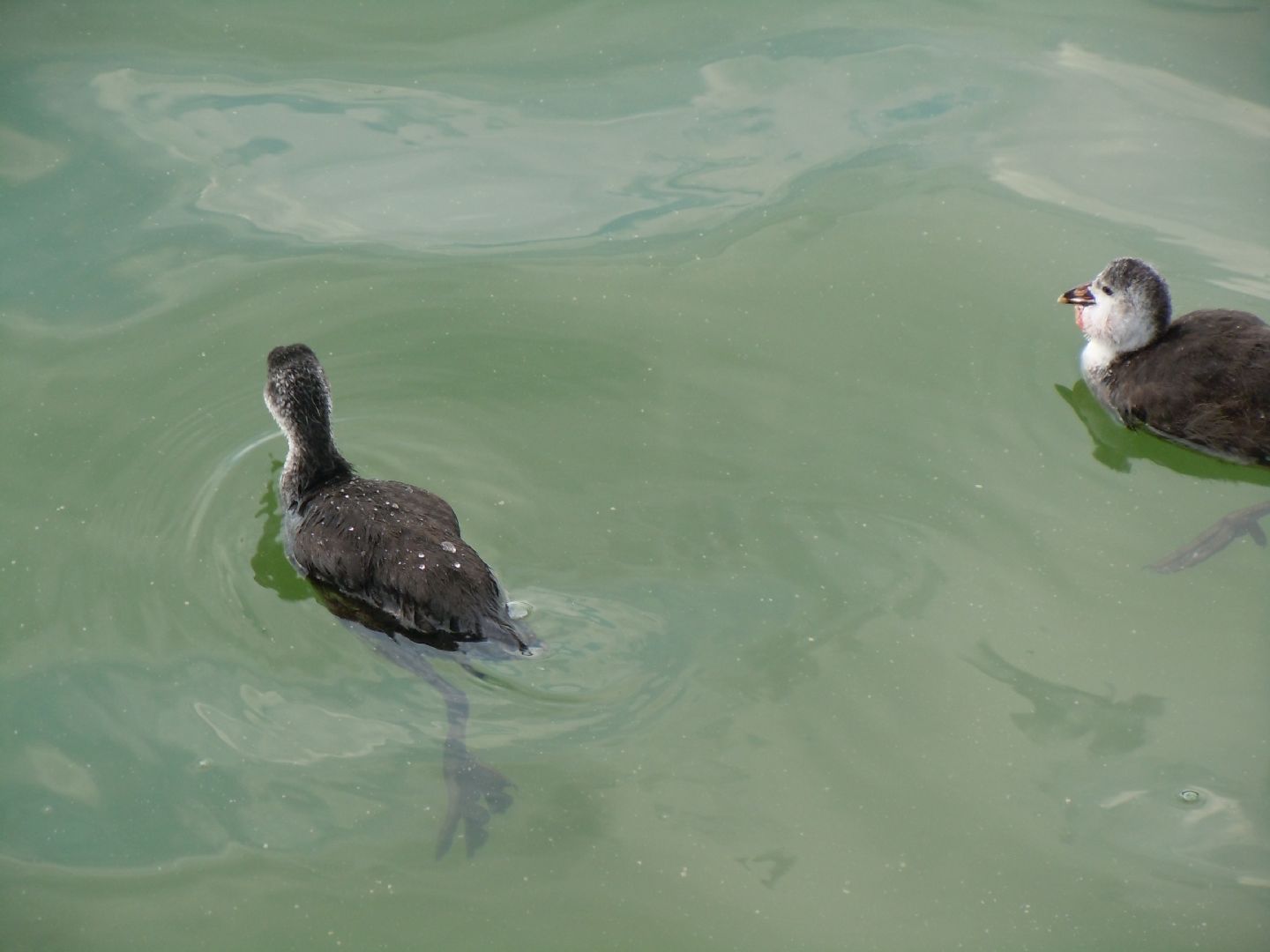 Pulli di folaga dal lago D''Averno